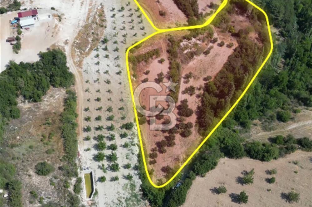 Çal Sakızcılar da 17.225 M² Satılık Karışık Meyve Bahçesi