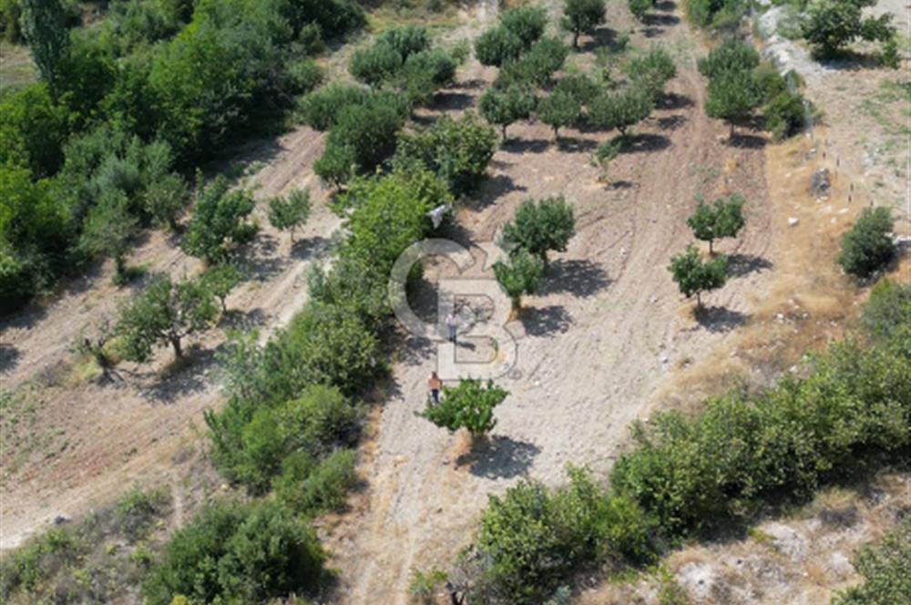 Çal Sakızcılar da 17.225 M² Satılık Karışık Meyve Bahçesi