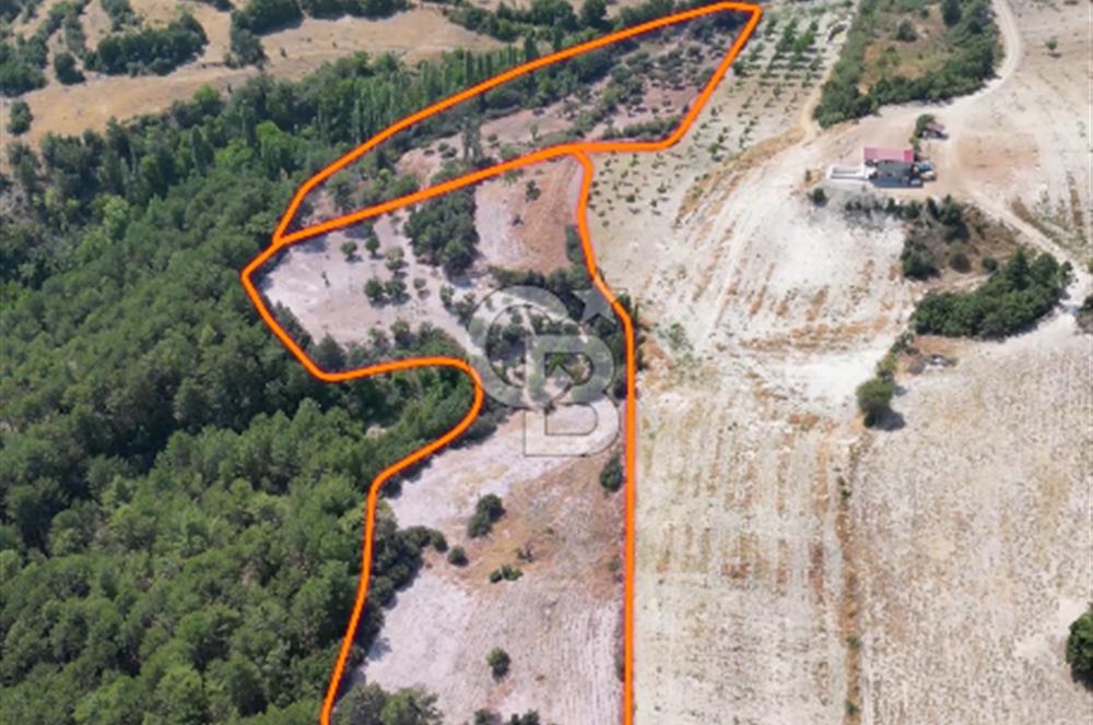 Çal Sakızcılar da 17.225 M² Satılık Karışık Meyve Bahçesi