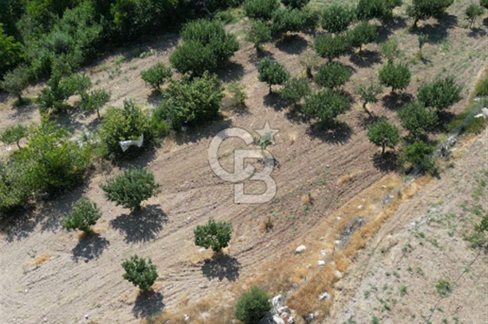 Çal Sakızcılar da 17.225 M² Satılık Karışık Meyve Bahçesi