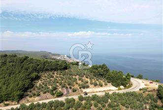 TRİLYE'DE DENİZ MANZARALI ANA YOLA CEPHE SATILIK ZEYTİNLİK