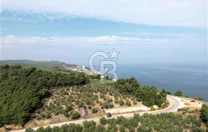 TRİLYE'DE DENİZ MANZARALI ANA YOLA CEPHE SATILIK ZEYTİNLİK