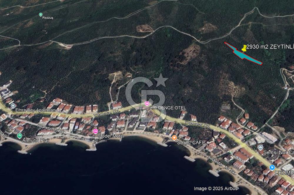 YALOVA ARMUTLU BAYIR AYAZMA MEVKİSİ SATILIK ZEYTİNLİK (2930m2)!