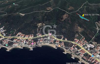 YALOVA ARMUTLU BAYIR AYAZMA MEVKİSİ SATILIK ZEYTİNLİK (2930m2)!
