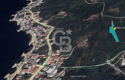 YALOVA ARMUTLU BAYIR AYAZMA MEVKİSİ SATILIK ZEYTİNLİK (2930m2)!