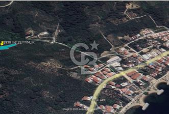 YALOVA ARMUTLU BAYIR AYAZMA MEVKİSİ SATILIK ZEYTİNLİK (2930m2)!
