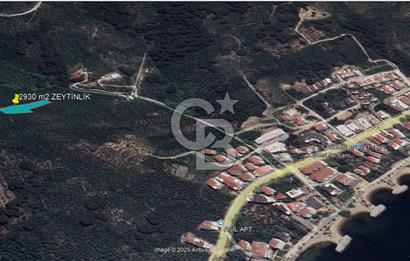YALOVA ARMUTLU BAYIR AYAZMA MEVKİSİ SATILIK ZEYTİNLİK (2930m2)!