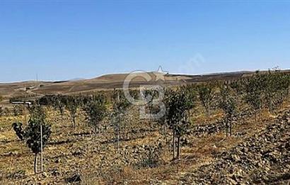 YATIRIM VE YAŞAM FIRSATI EŞSİZ BİR ÇİFTLİK GÖLBAŞI BOYALIK