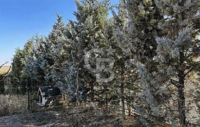 YATIRIM VE YAŞAM FIRSATI EŞSİZ BİR ÇİFTLİK GÖLBAŞI BOYALIK