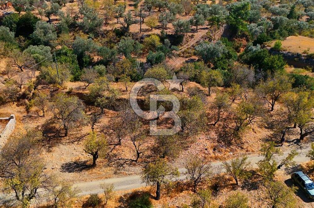 Datça Yaka'da 1.466 m² İmarlı Arsa