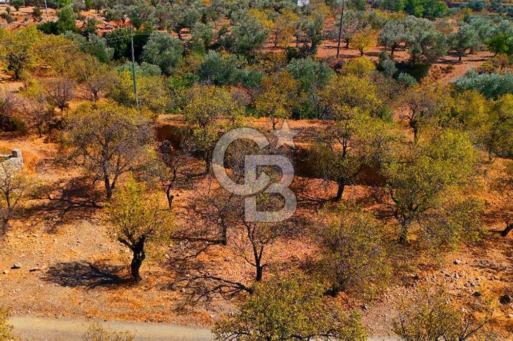 Datça Yaka'da 1.466 m² İmarlı Arsa
