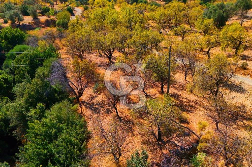 Datça Yaka'da 1.466 m² İmarlı Arsa