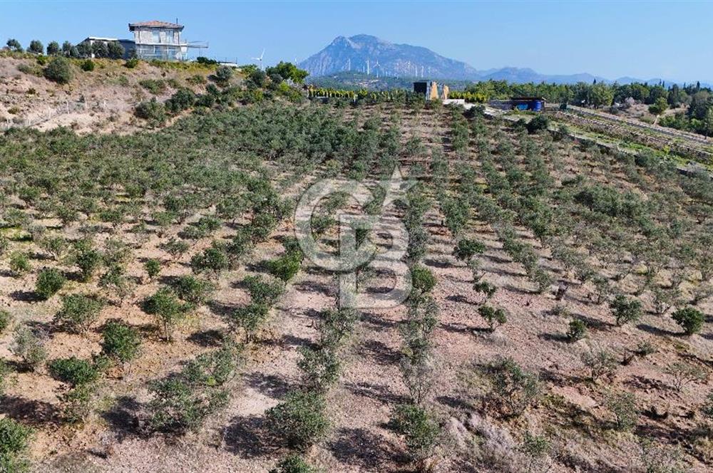 DATÇA KIZLAN'DA DOĞA VE DENİZ MANZARALI 17.528 m2 SATILIK TARLA