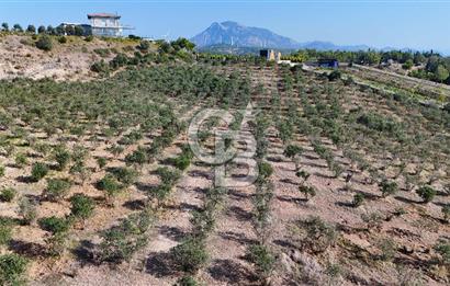DATÇA KIZLAN'DA DOĞA VE DENİZ MANZARALI 17.528 m2 SATILIK TARLA