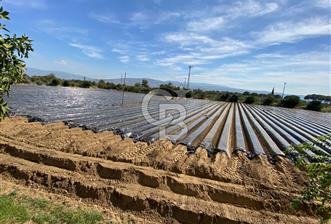 AYDIN SULTANHİSAR 25.220m2 İMAR İÇİNDE SATILIK PORTAKAL BAHÇESİ