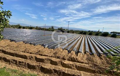 AYDIN SULTANHİSAR 25.220m2 İMAR İÇİNDE SATILIK PORTAKAL BAHÇESİ