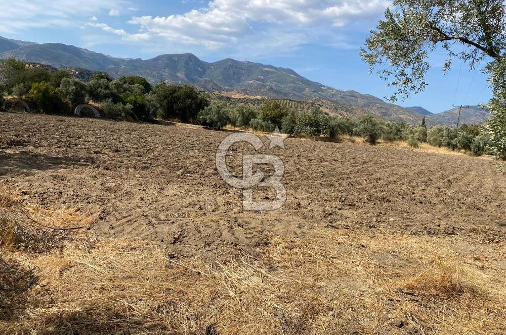 AYDIN SULTANHİSAR 25.220m2 İMAR İÇİNDE SATILIK PORTAKAL BAHÇESİ