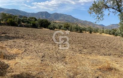 AYDIN SULTANHİSAR 25.220m2 İMAR İÇİNDE SATILIK PORTAKAL BAHÇESİ