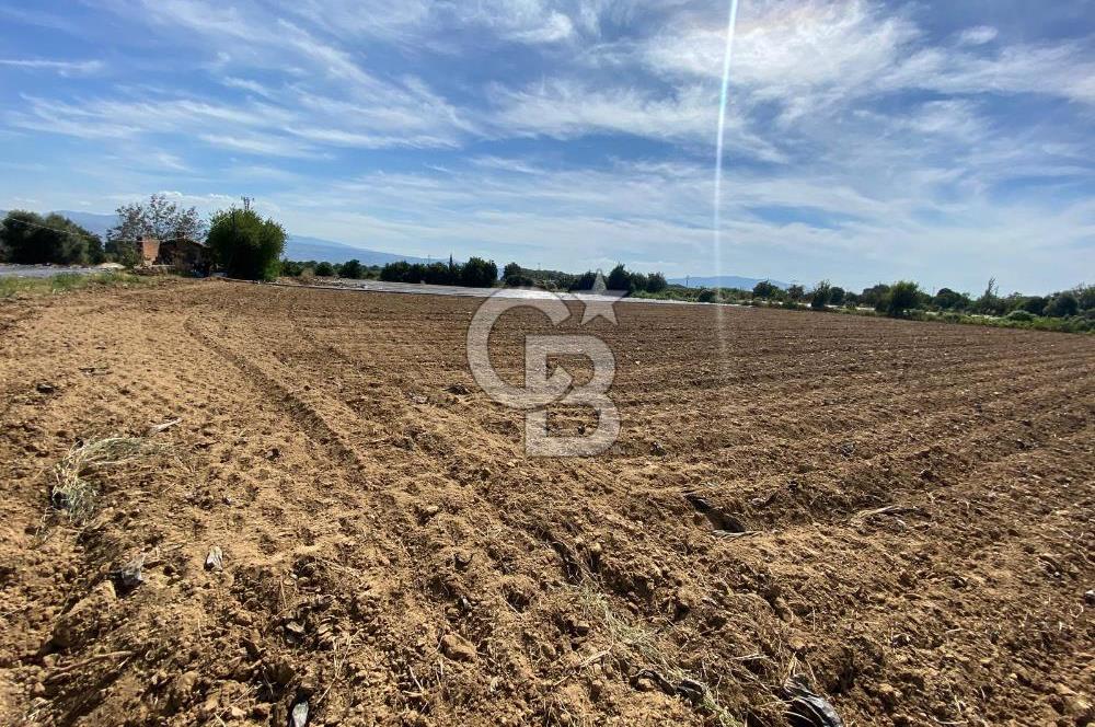 AYDIN SULTANHİSAR 25.220m2 İMAR İÇİNDE SATILIK PORTAKAL BAHÇESİ