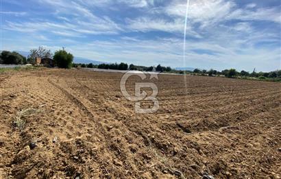 AYDIN SULTANHİSAR 25.220m2 İMAR İÇİNDE SATILIK PORTAKAL BAHÇESİ