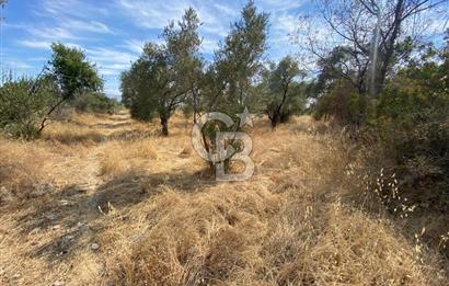 AYDIN SULTANHİSAR 25.220m2 İMAR İÇİNDE SATILIK PORTAKAL BAHÇESİ