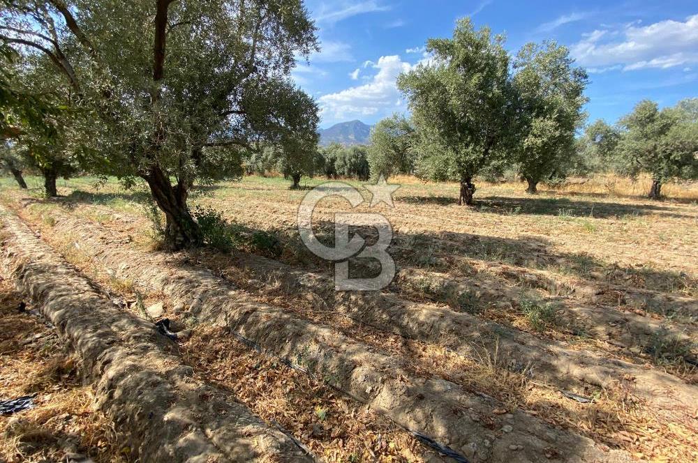 AYDIN SULTANHİSAR 25.220m2 İMAR İÇİNDE SATILIK PORTAKAL BAHÇESİ