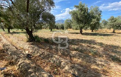 AYDIN SULTANHİSAR 25.220m2 İMAR İÇİNDE SATILIK PORTAKAL BAHÇESİ