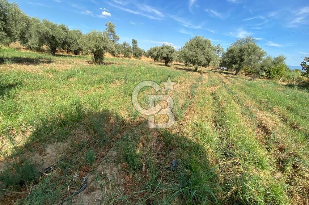 AYDIN SULTANHİSAR 25.220m2 İMAR İÇİNDE SATILIK PORTAKAL BAHÇESİ