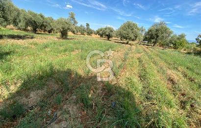 AYDIN SULTANHİSAR 25.220m2 İMAR İÇİNDE SATILIK PORTAKAL BAHÇESİ