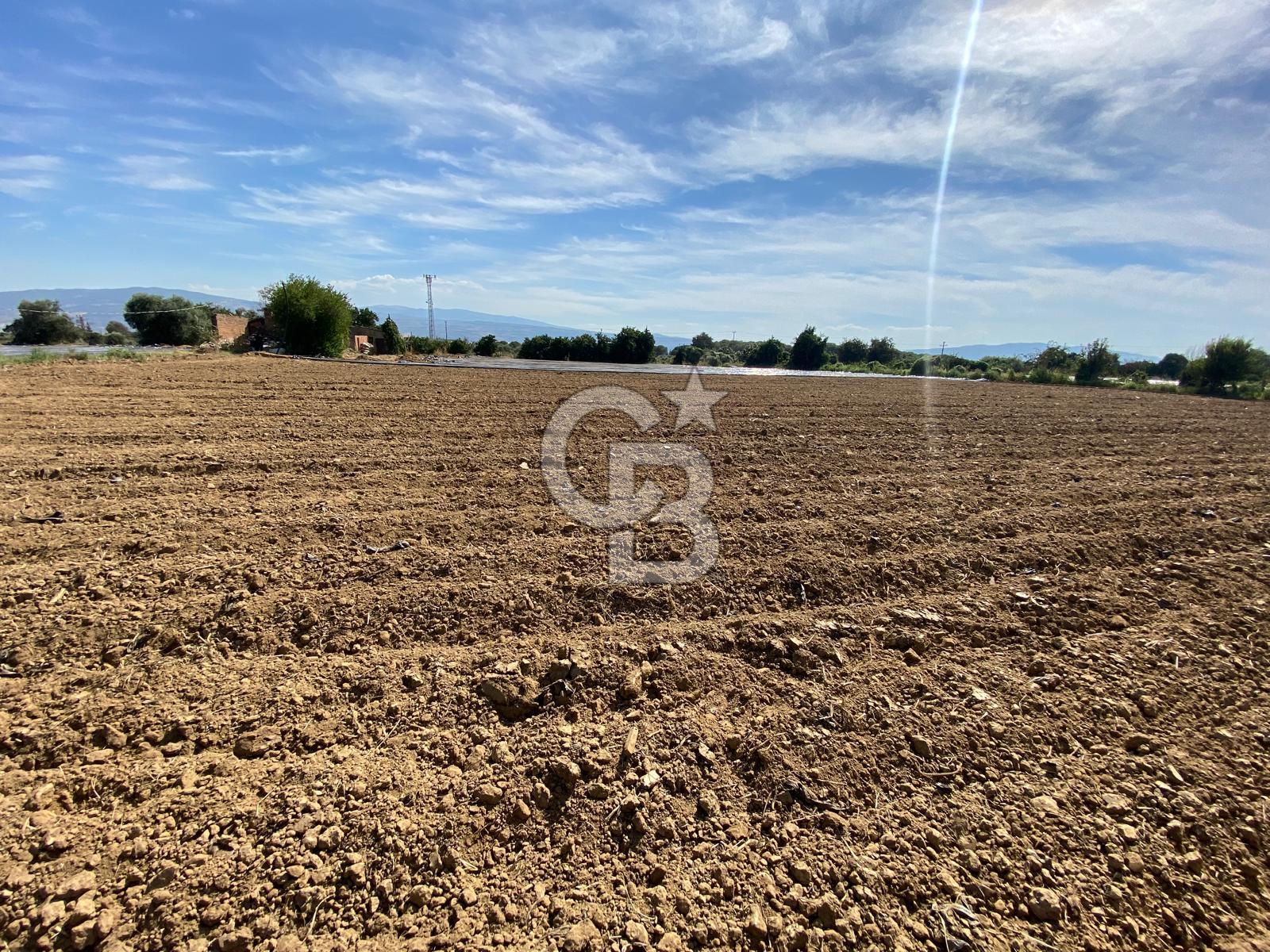 AYDIN SULTANHİSAR 25.220m2 İMAR İÇİNDE SATILIK PORTAKAL BAHÇESİ