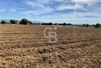 AYDIN SULTANHİSAR 25.220m2 İMAR İÇİNDE SATILIK PORTAKAL BAHÇESİ