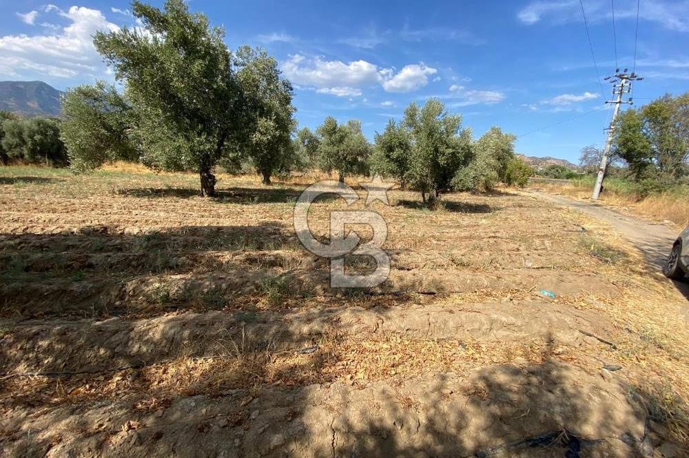 AYDIN SULTANHİSAR 25.220m2 İMAR İÇİNDE SATILIK PORTAKAL BAHÇESİ