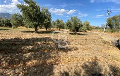 AYDIN SULTANHİSAR 25.220m2 İMAR İÇİNDE SATILIK PORTAKAL BAHÇESİ