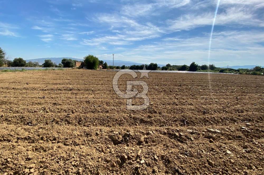 AYDIN SULTANHİSAR 25.220m2 İMAR İÇİNDE SATILIK PORTAKAL BAHÇESİ