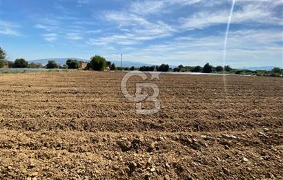 AYDIN SULTANHİSAR 25.220m2 İMAR İÇİNDE SATILIK PORTAKAL BAHÇESİ