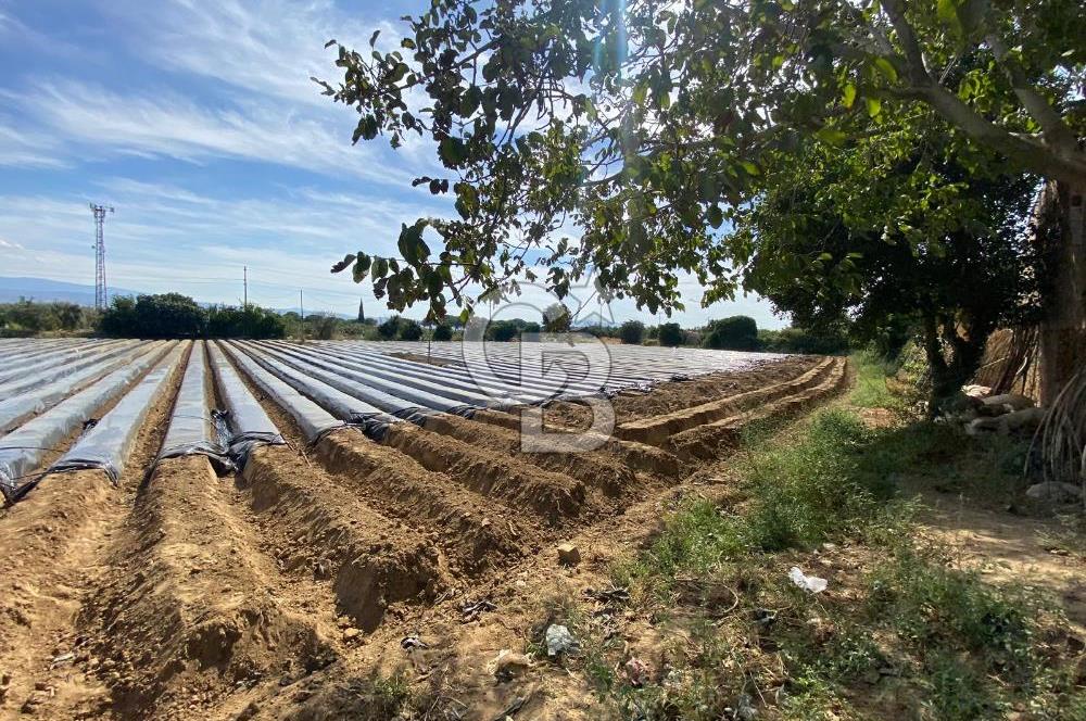 AYDIN SULTANHİSAR 25.220m2 İMAR İÇİNDE SATILIK PORTAKAL BAHÇESİ