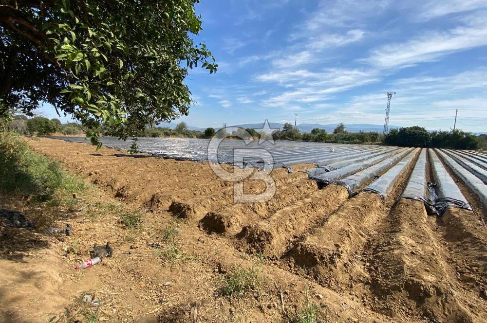 AYDIN SULTANHİSAR 25.220m2 İMAR İÇİNDE SATILIK PORTAKAL BAHÇESİ