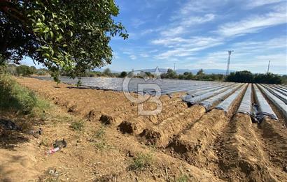 AYDIN SULTANHİSAR 25.220m2 İMAR İÇİNDE SATILIK PORTAKAL BAHÇESİ