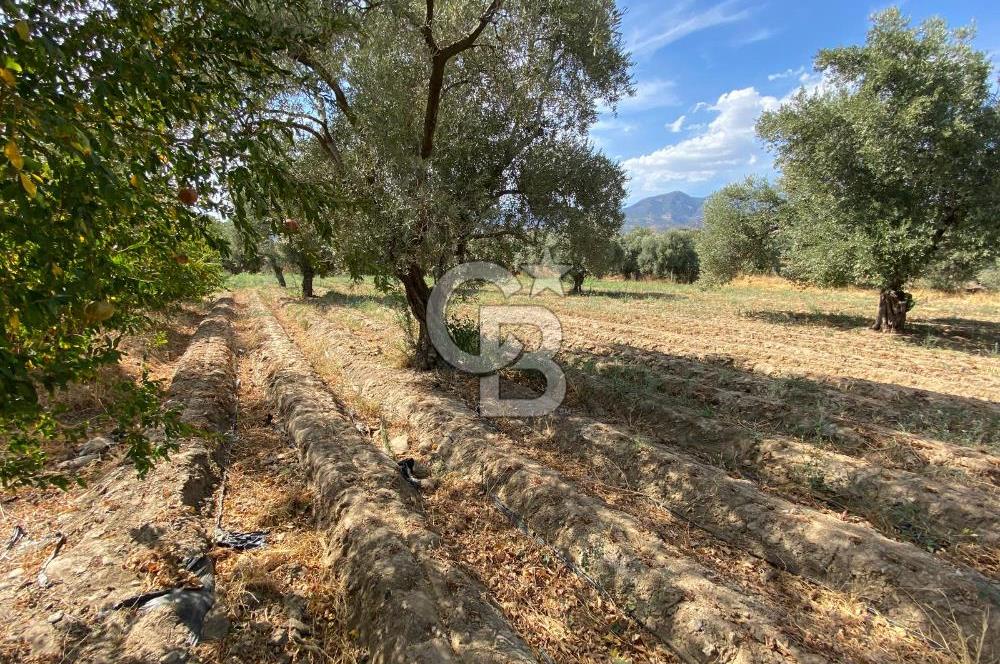 AYDIN SULTANHİSAR 25.220m2 İMAR İÇİNDE SATILIK PORTAKAL BAHÇESİ