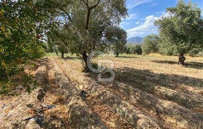 AYDIN SULTANHİSAR 25.220m2 İMAR İÇİNDE SATILIK PORTAKAL BAHÇESİ