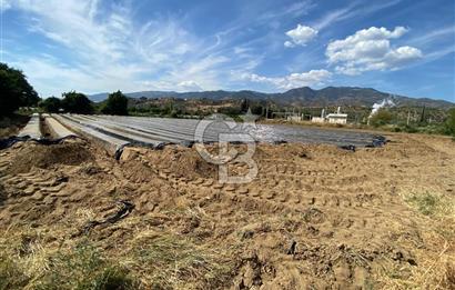 AYDIN SULTANHİSAR 25.220m2 İMAR İÇİNDE SATILIK PORTAKAL BAHÇESİ