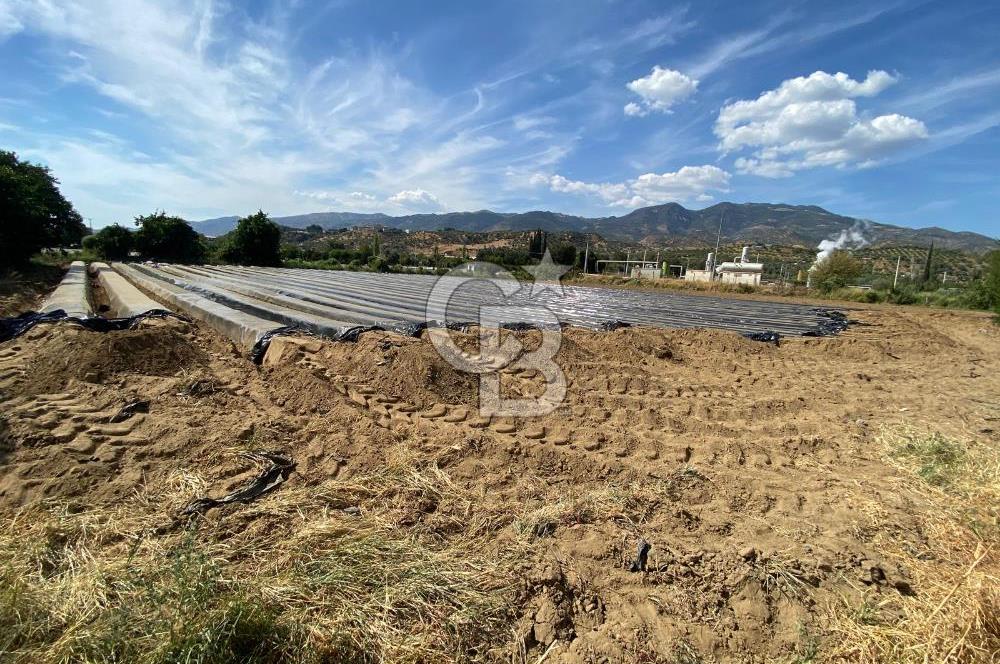 AYDIN SULTANHİSAR 25.220m2 İMAR İÇİNDE SATILIK PORTAKAL BAHÇESİ