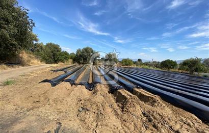 AYDIN SULTANHİSAR 25.220m2 İMAR İÇİNDE SATILIK PORTAKAL BAHÇESİ