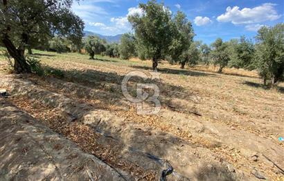 AYDIN SULTANHİSAR 25.220m2 İMAR İÇİNDE SATILIK PORTAKAL BAHÇESİ