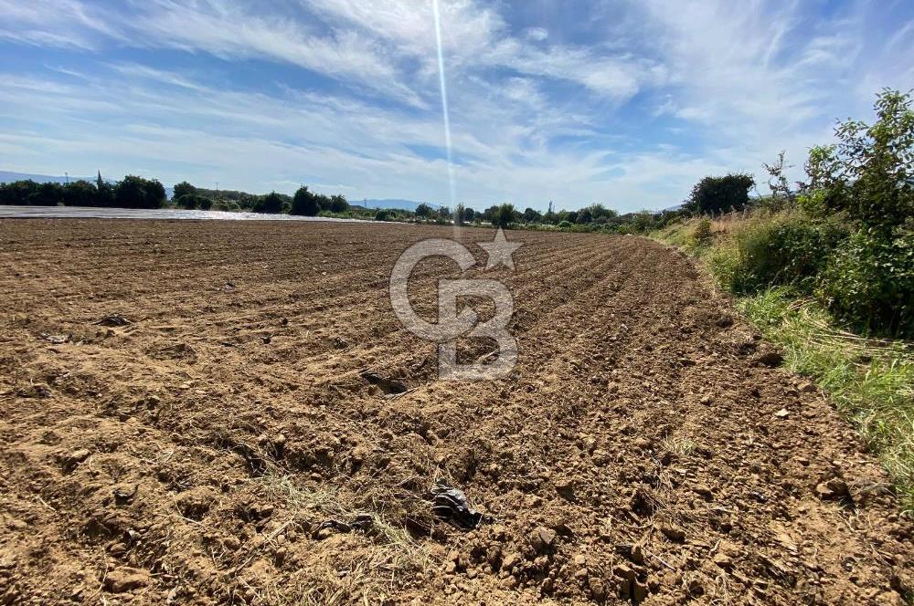 AYDIN SULTANHİSAR 25.220m2 İMAR İÇİNDE SATILIK PORTAKAL BAHÇESİ
