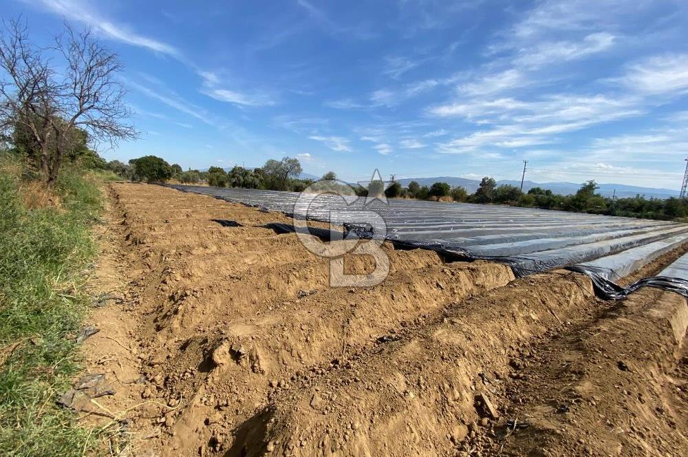 AYDIN SULTANHİSAR 25.220m2 İMAR İÇİNDE SATILIK PORTAKAL BAHÇESİ