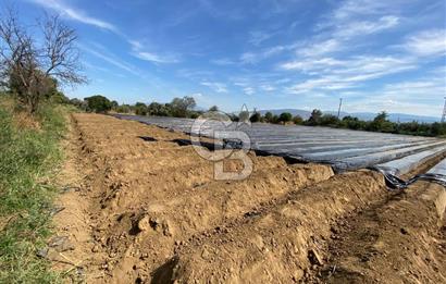AYDIN SULTANHİSAR 25.220m2 İMAR İÇİNDE SATILIK PORTAKAL BAHÇESİ