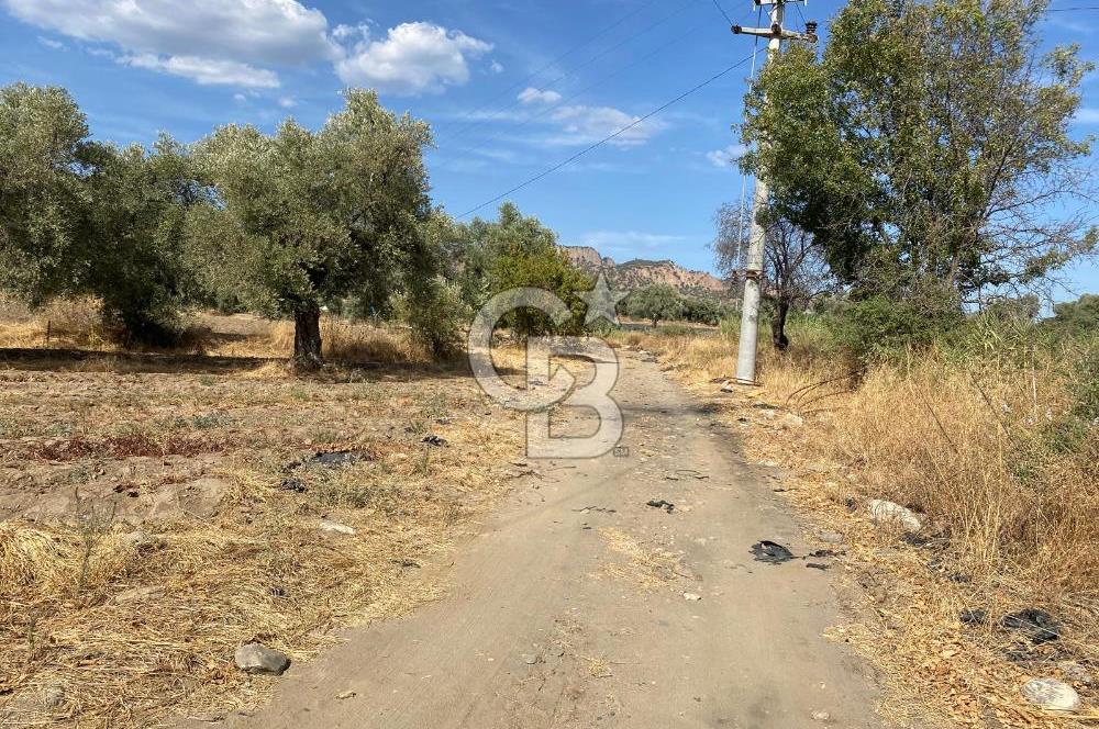 AYDIN SULTANHİSAR 25.220m2 İMAR İÇİNDE SATILIK PORTAKAL BAHÇESİ