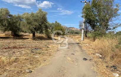 AYDIN SULTANHİSAR 25.220m2 İMAR İÇİNDE SATILIK PORTAKAL BAHÇESİ