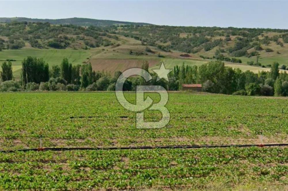 CB ANATOLİADAN FELAHİYE BEYLER'DE UYGUN FİYATLI ARSA